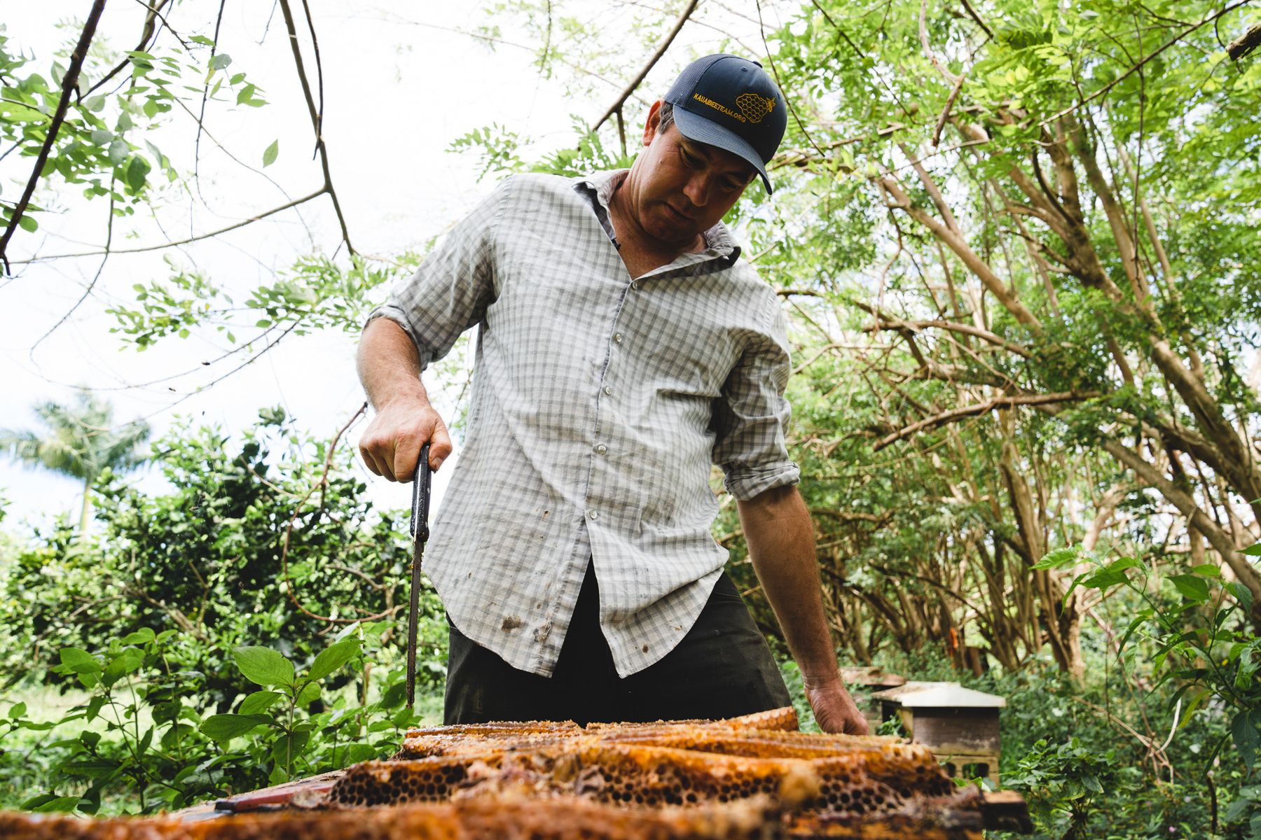 Kauai Bee Team | Beekeepers