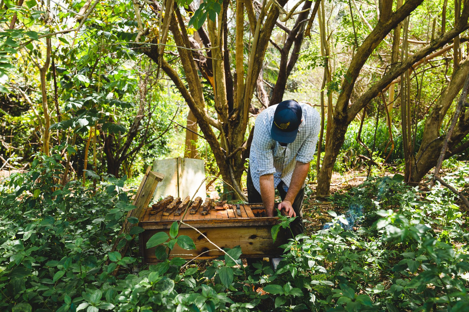 Kauai Bee Team — photo 2 by Farren Hill
