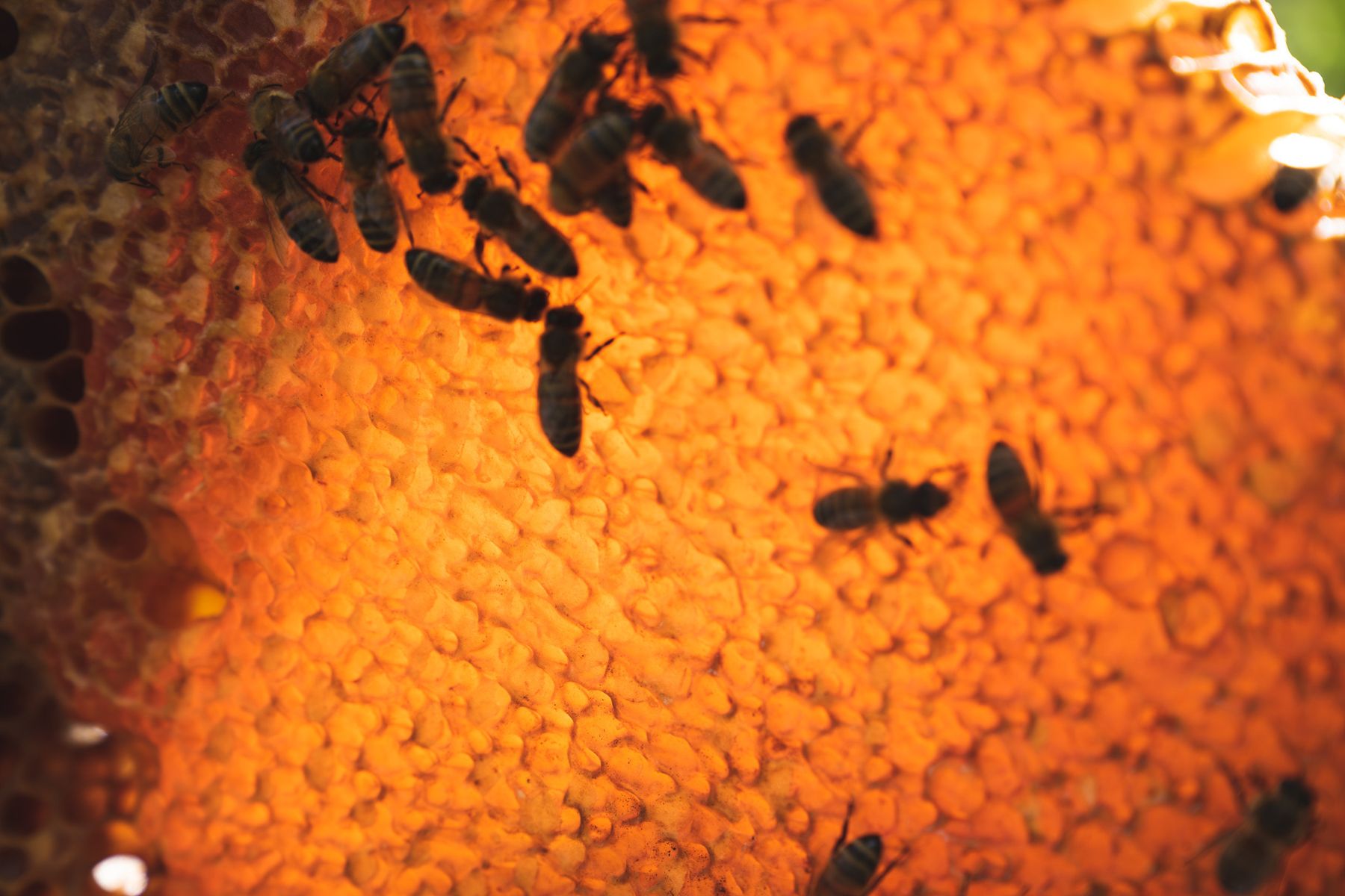 Kauai Bee Team — photo 7 by Farren Hill