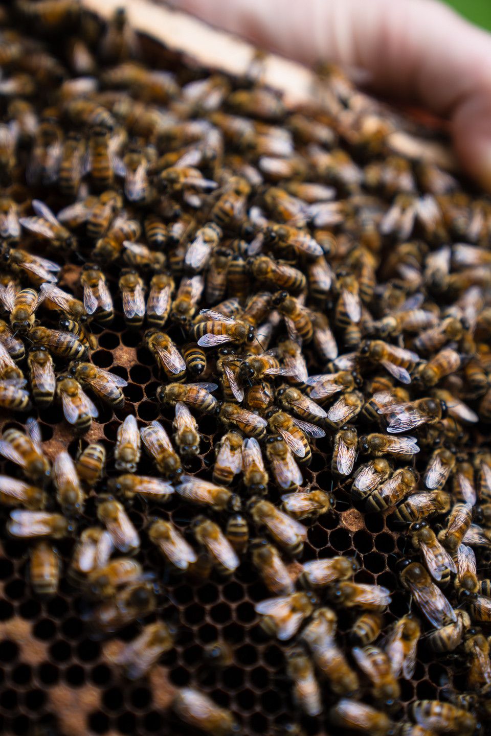 Kauai Bee Team — photo 9 by Farren Hill